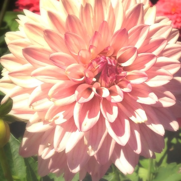 Meet your Posher, Dylan - Picture 1 of 1